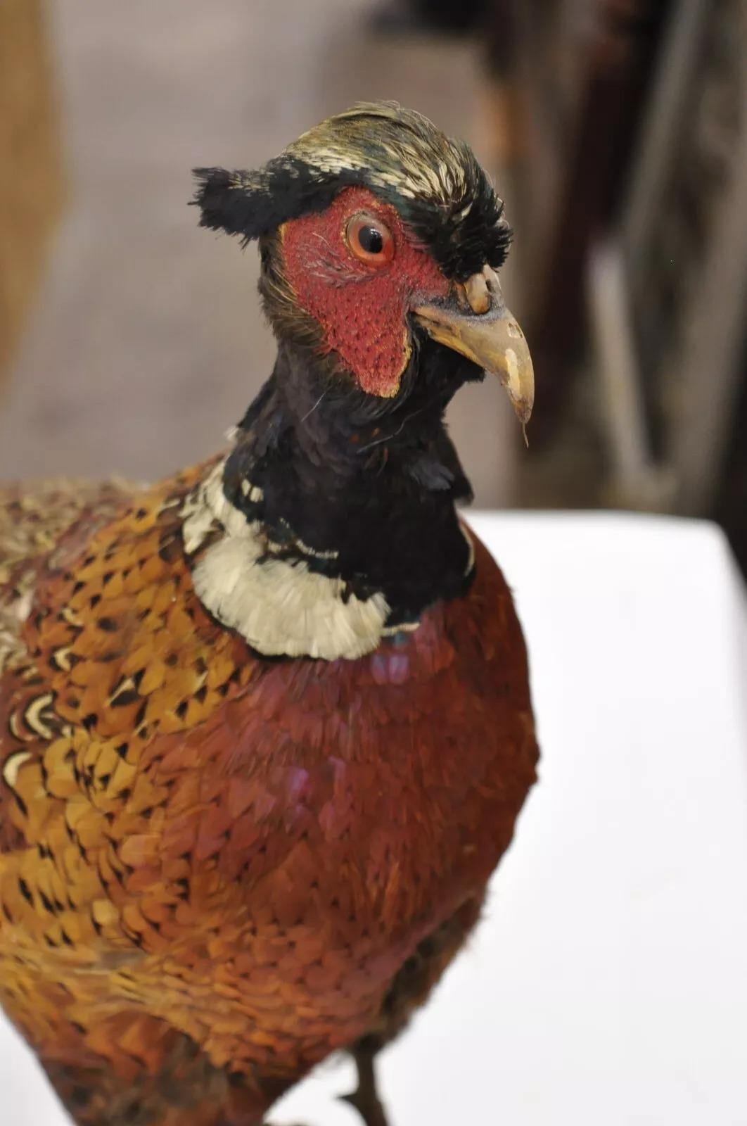 20ième siècle Taxidermie Vintage Faisan de Ringneck - Oiseau - Corps entier - Montage sur pied - Mancave