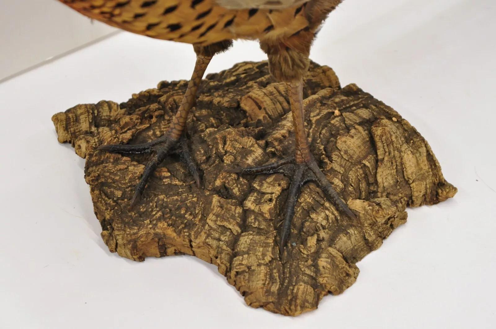 Vintage Ringneck Pheasant Bird Full Body Standing Mount Taxidermy Mancave 1