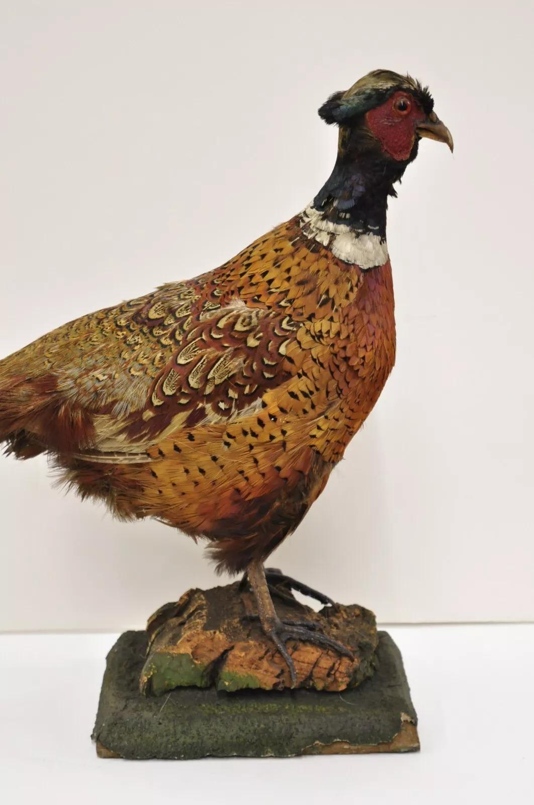 Taxidermie Vintage Faisan de Ringneck - Oiseau - Corps entier - Montage sur pied - Mancave 1