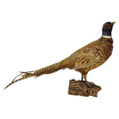 Vintage Ringneck Pheasant Bird Full Body Standing Mount Taxidermy Mancave
