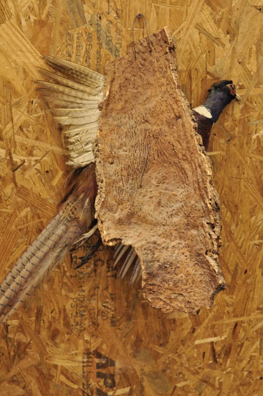 Vintage Ringneck Fasan Vogel Ganzkörper Wandhalterung Fliegen Taxidermie Dekor 1