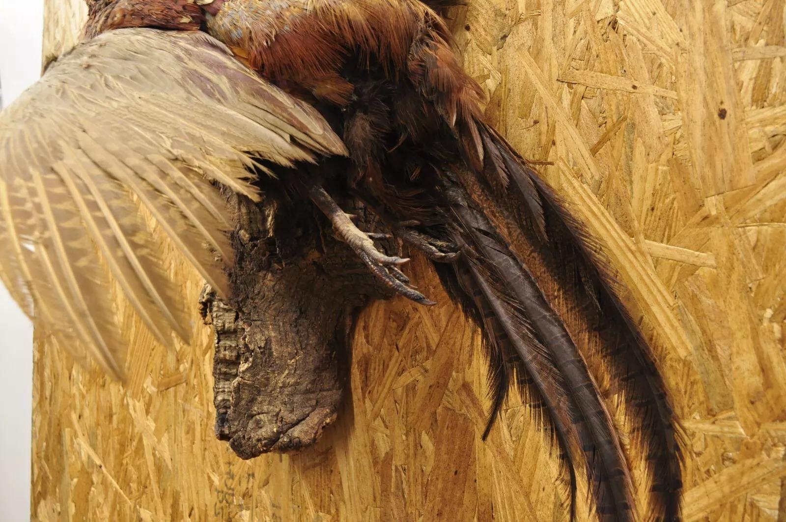 Vintage Ringneck Fasan Vogel Ganzkörper Wandhalterung Fliegen Taxidermie Dekor 2