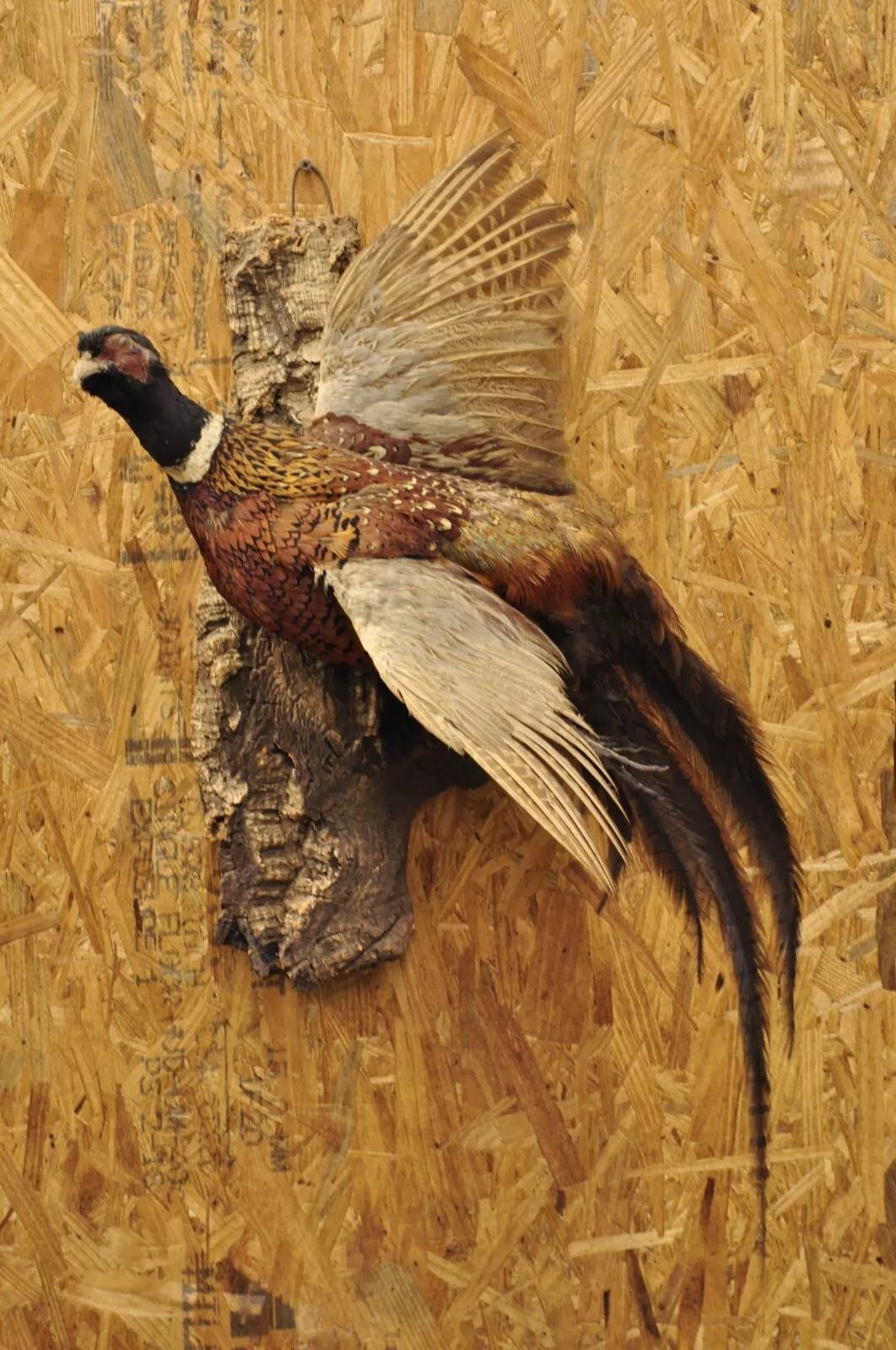 Vintage Ringneck Fasan Vogel Ganzkörper Wandhalterung Fliegen Taxidermie Dekor 3