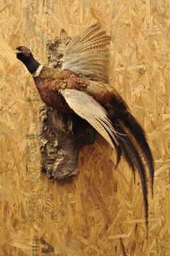 Vintage Ringneck Pheasant Bird Full Body Wall Mount Flying Taxidermy Decor