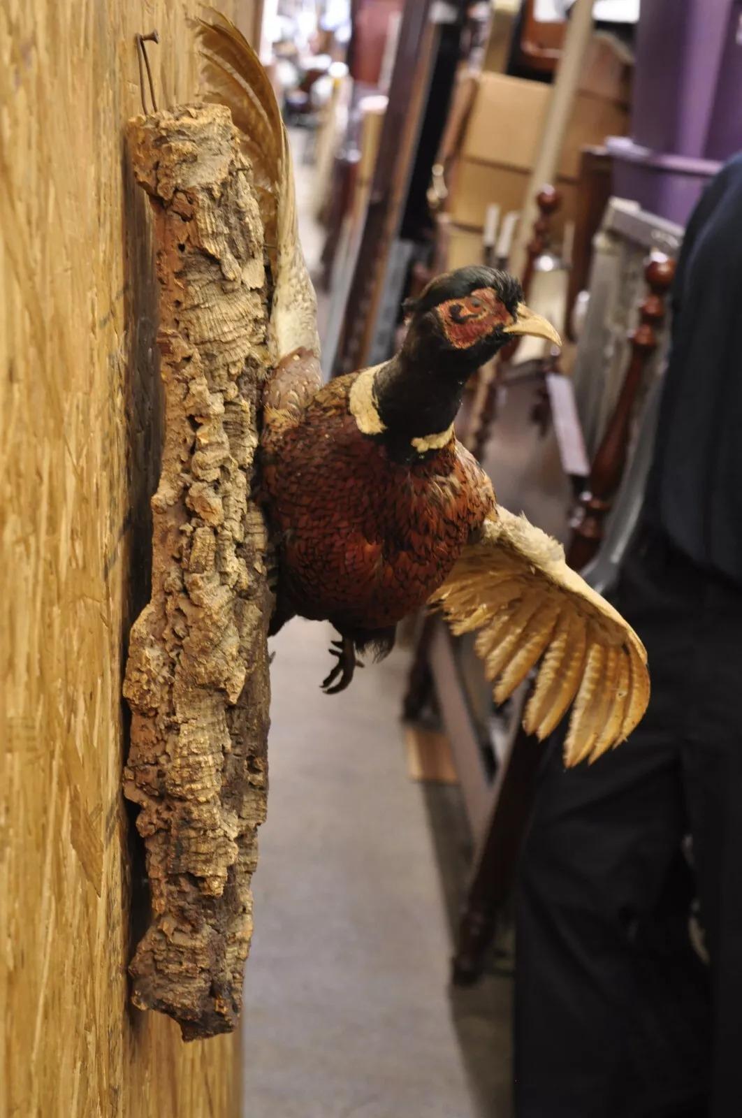 fasan ähnliche vögel