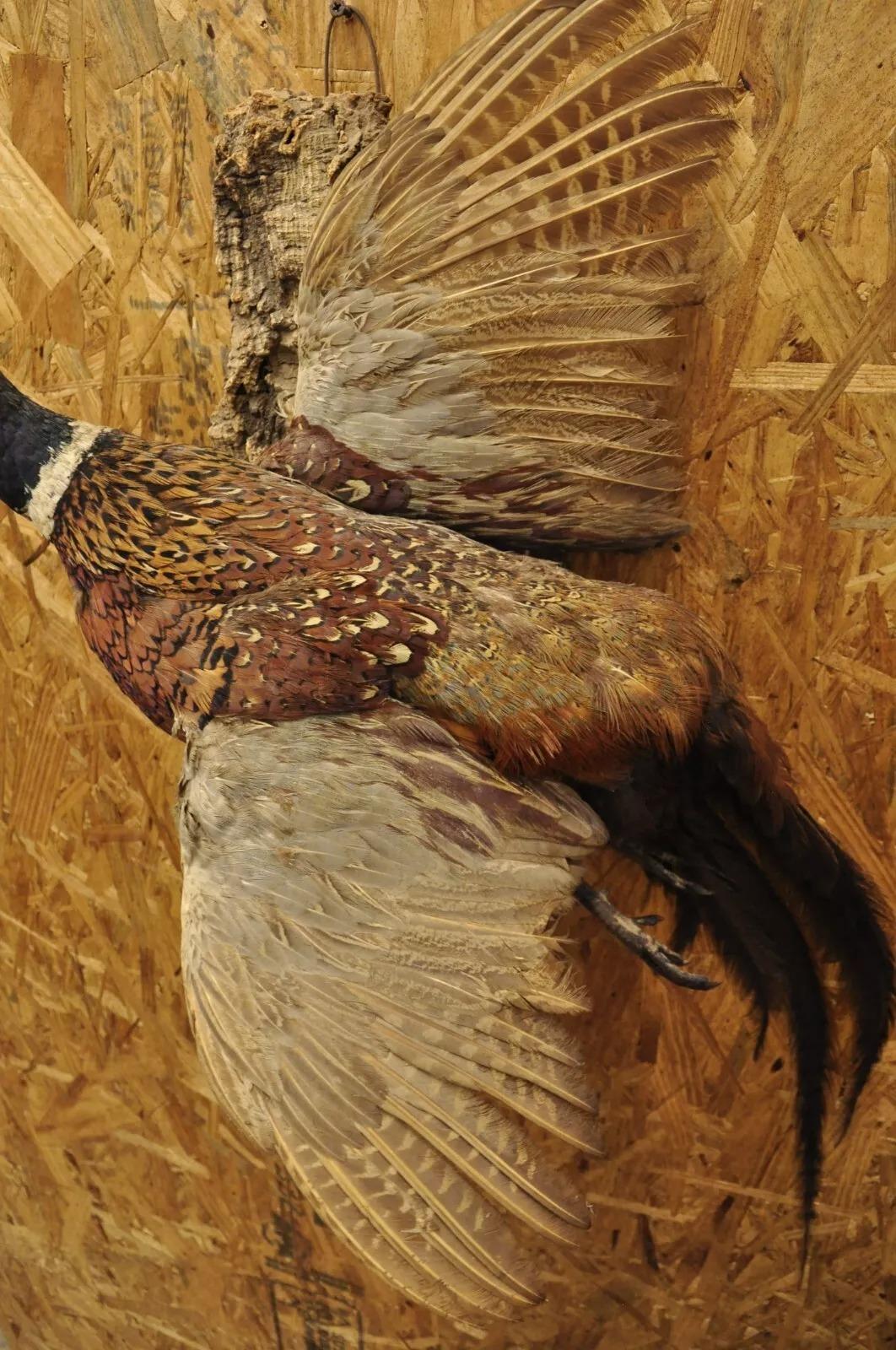 Vintage Ringneck Fasan Vogel Ganzkörper Wandhalterung Fliegen Taxidermie Dekor (Rustikal)