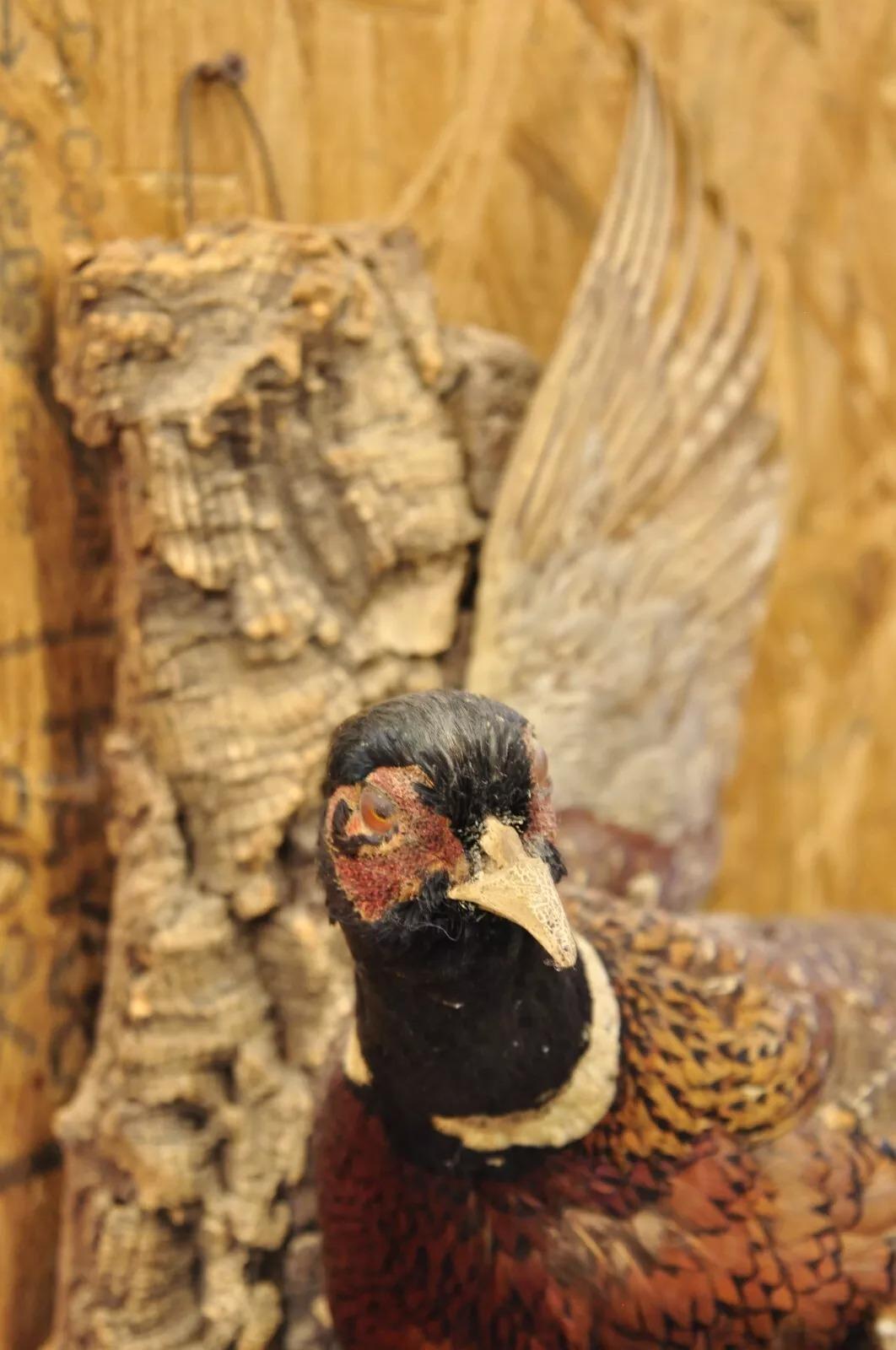 Vintage Ringneck Fasan Vogel Ganzkörper Wandhalterung Fliegen Taxidermie Dekor (Unbekannt)