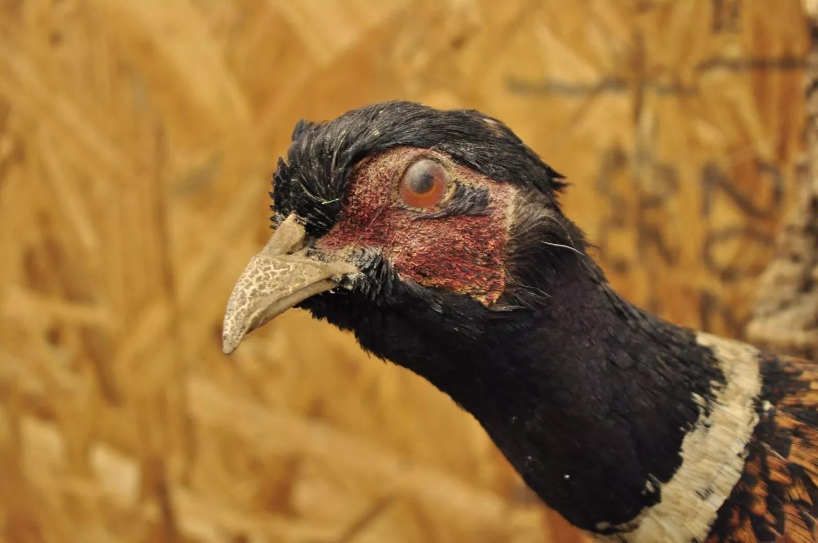 Vintage Ringneck Fasan Vogel Ganzkörper Wandhalterung Fliegen Taxidermie Dekor im Zustand „Gut“ in Philadelphia, PA