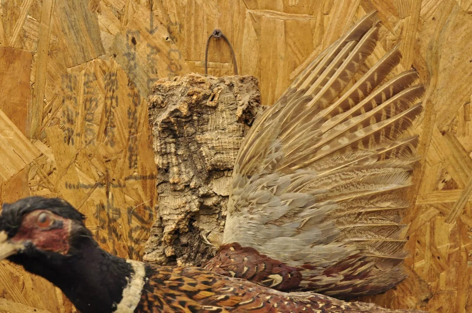 Vintage Ringneck Fasan Vogel Ganzkörper Wandhalterung Fliegen Taxidermie Dekor (20. Jahrhundert)