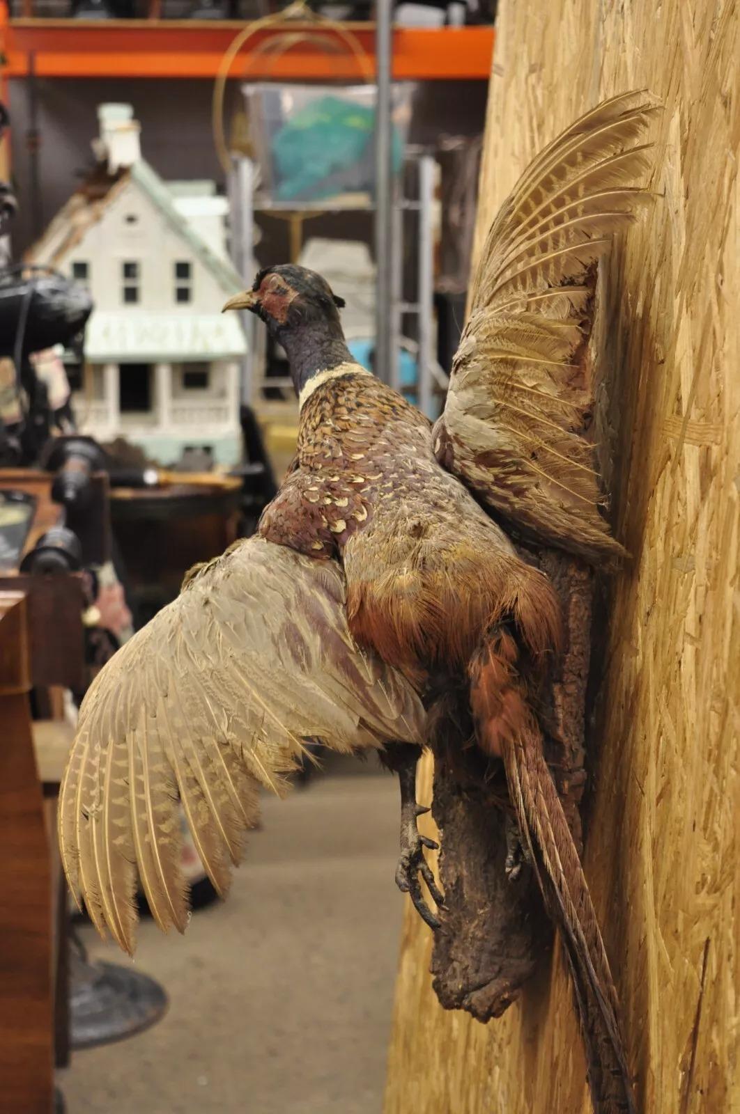 Vintage Ringneck Fasan Vogel Ganzkörper Wandhalterung Fliegen Taxidermie Dekor (Federn)