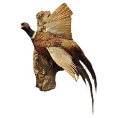 Vintage Ringneck Pheasant Bird Full Body Wall Mount Flying Taxidermy Decor