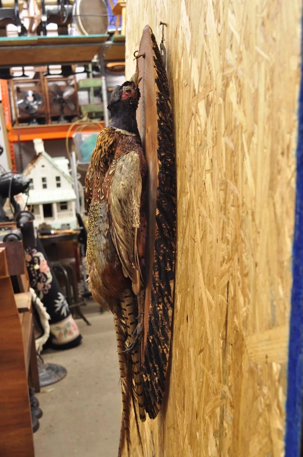 Vintage Ringneck Pheasant Bird Full Body Wall Mount on Wood Taxidermy Decor For Sale 4