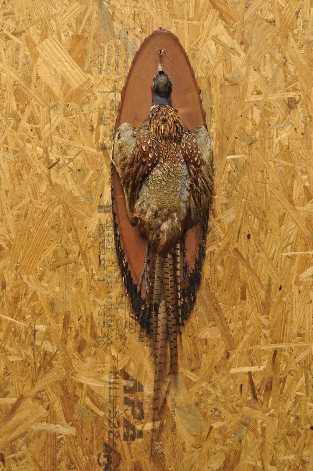 Vintage Ringneck Pheasant Bird Full Body Wall Mount on Wood Taxidermy Decor For Sale 5