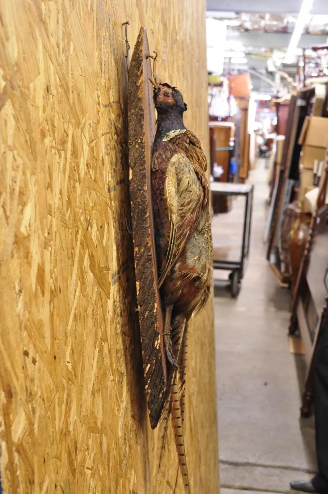Vintage Ringneck Pheasant Bird Full Body Wall Mount on Wood Taxidermy Decor. Circa Mid 20th Century. Measurements (Overall): 29