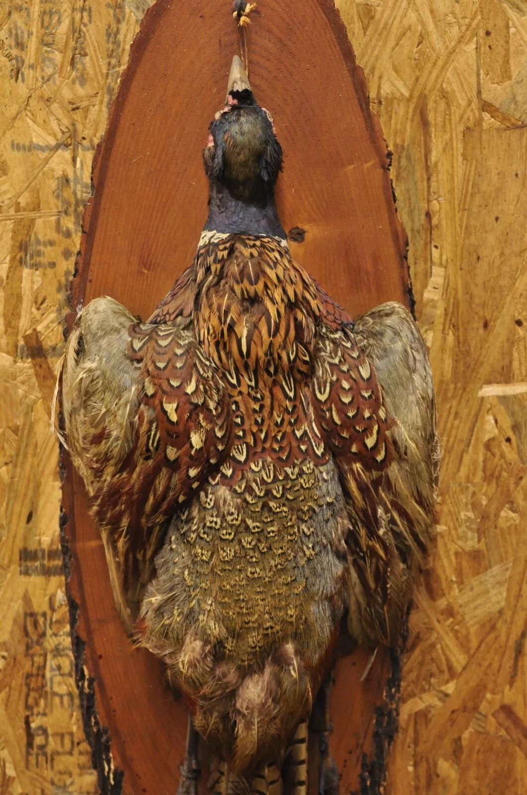 Rustic Vintage Ringneck Pheasant Bird Full Body Wall Mount on Wood Taxidermy Decor For Sale