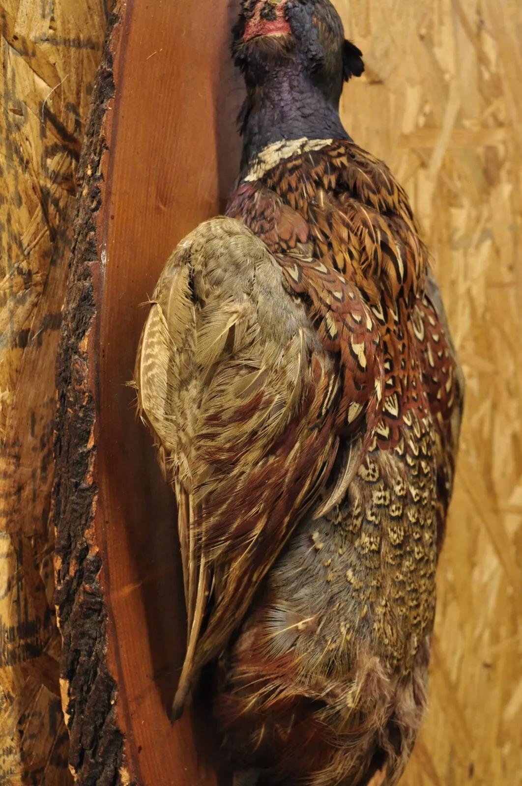 Sconosciuto Vintage Ringneck Pheasant Bird Full Body da parete su Wood Taxidermy Decor in vendita