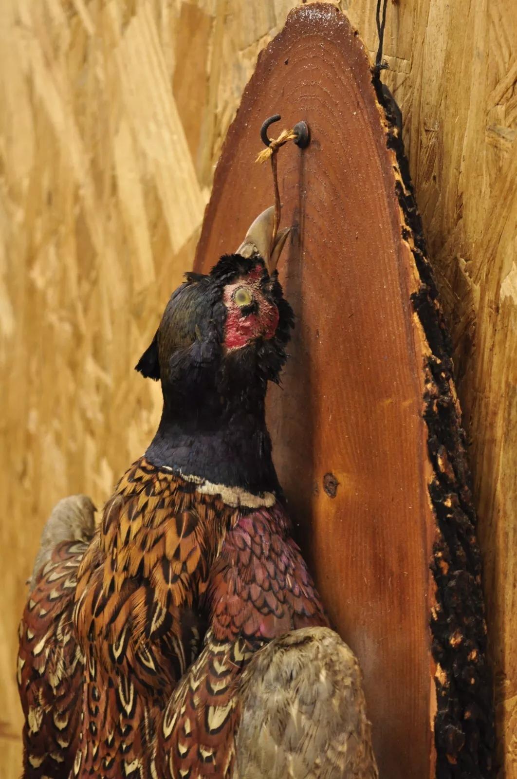 Vintage Ringneck Pheasant Bird Full Body Wall Mount on Wood Taxidermy Decor In Good Condition For Sale In Philadelphia, PA