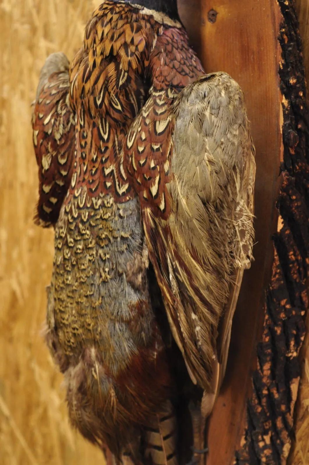 Feathers Vintage Ringneck Pheasant Bird Full Body Wall Mount on Wood Taxidermy Decor For Sale