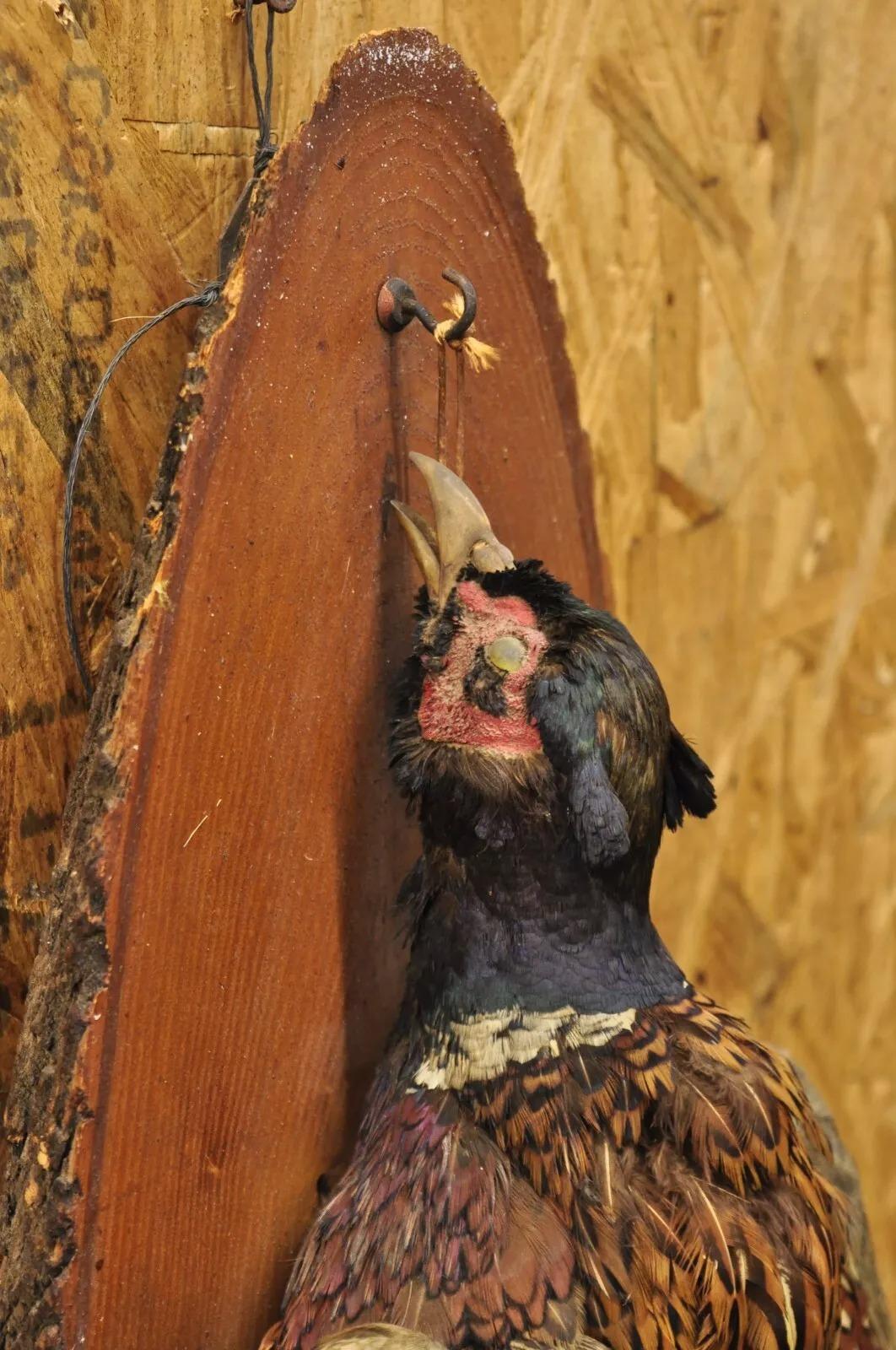 Vintage Ringneck Pheasant Bird Full Body Wall Mount on Wood Taxidermy Decor For Sale 1