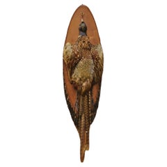 Vintage Ringneck Pheasant Bird Full Body da parete su Wood Taxidermy Decor