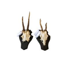 Vintage Roe Dear Horn from Sweden, 1970s