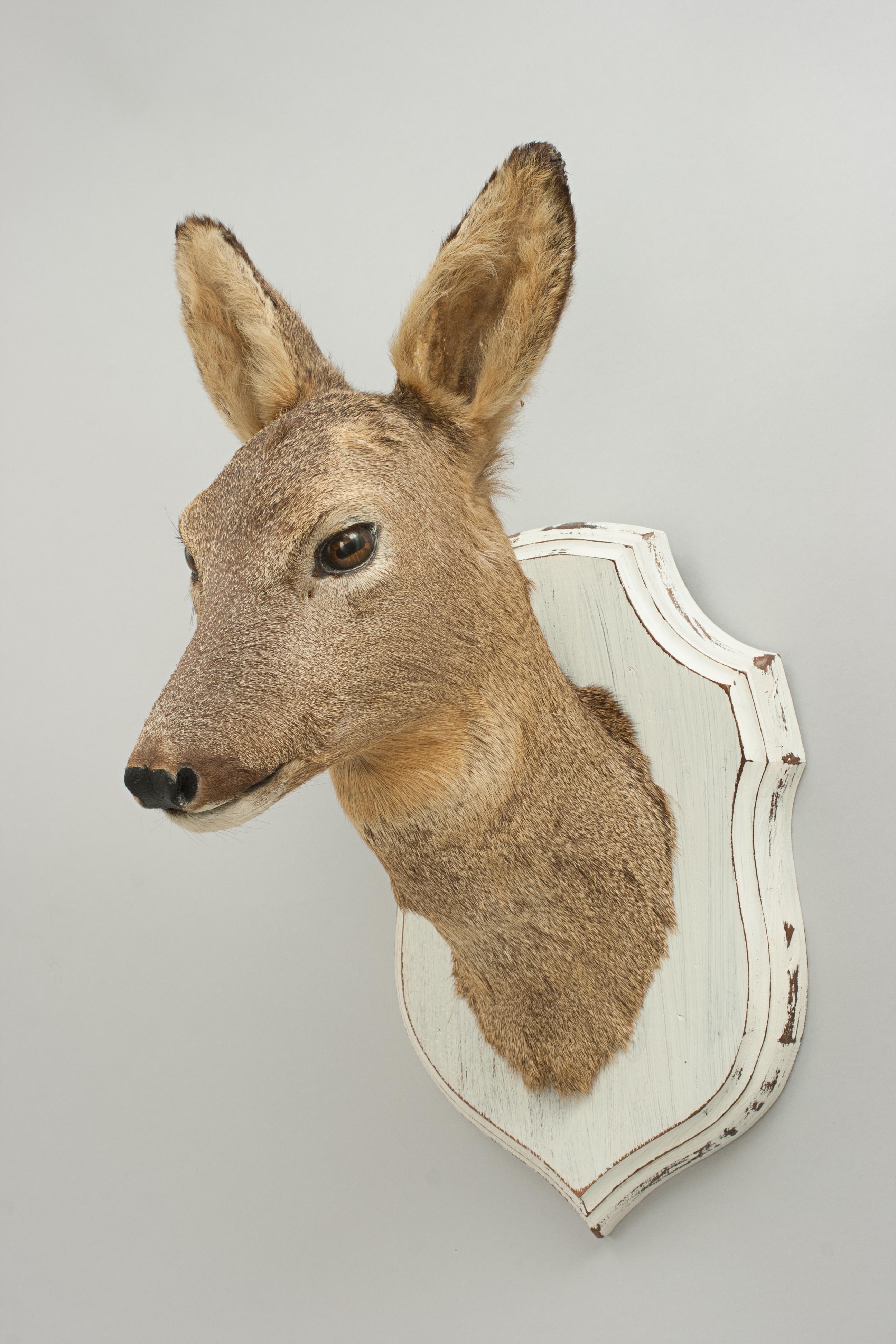 Sporting Art Vintage Roe Deer on Shield