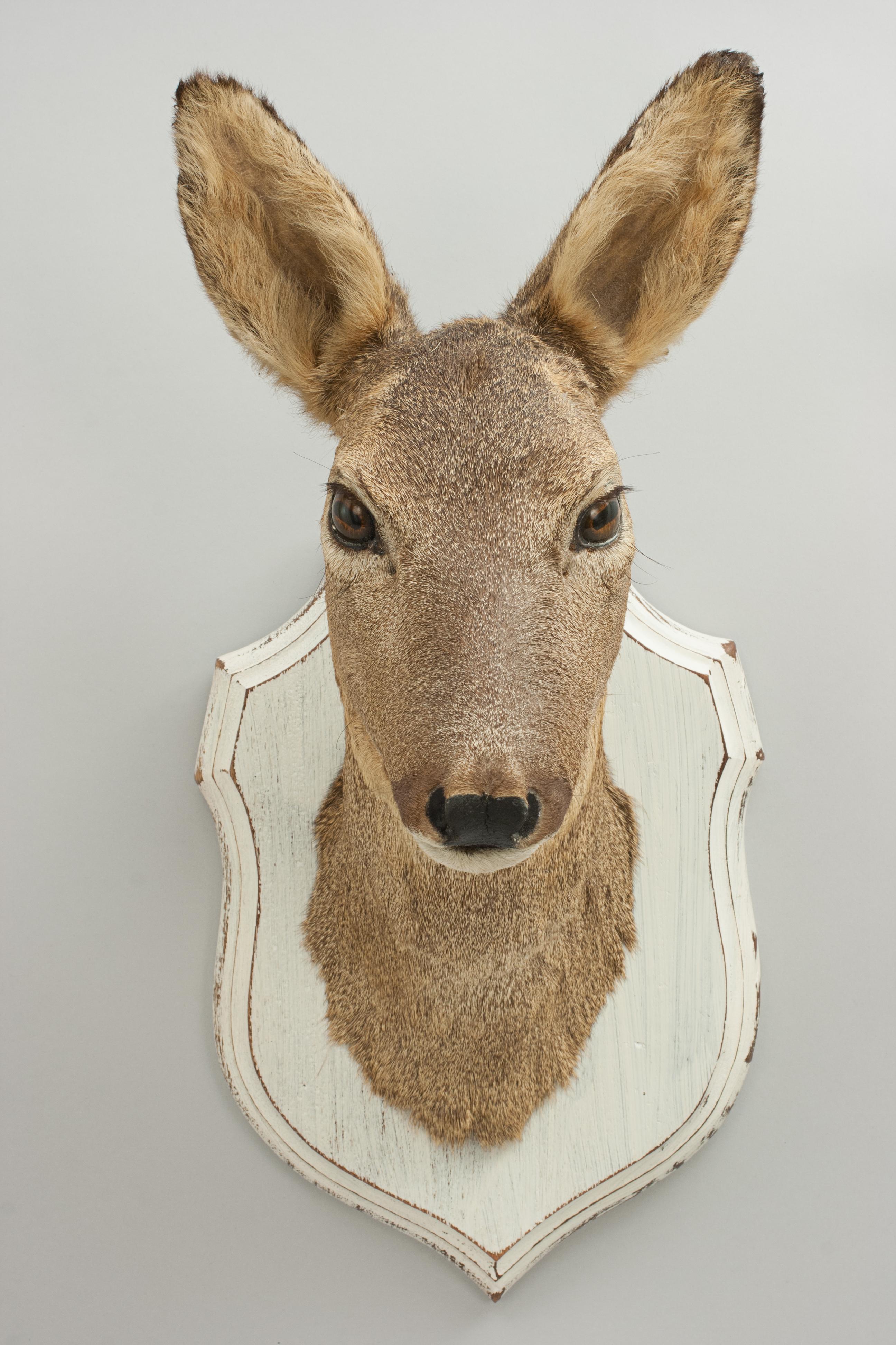 English Vintage Roe Deer on Shield