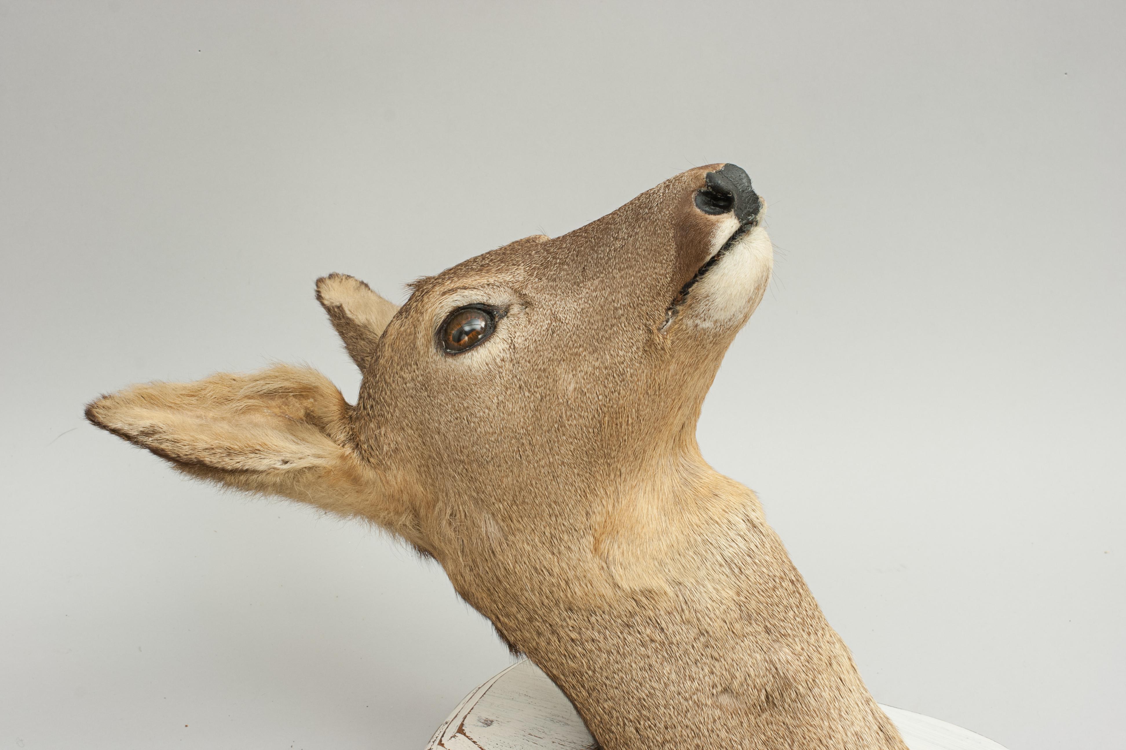 Late 20th Century Vintage Roe Deer on Shield