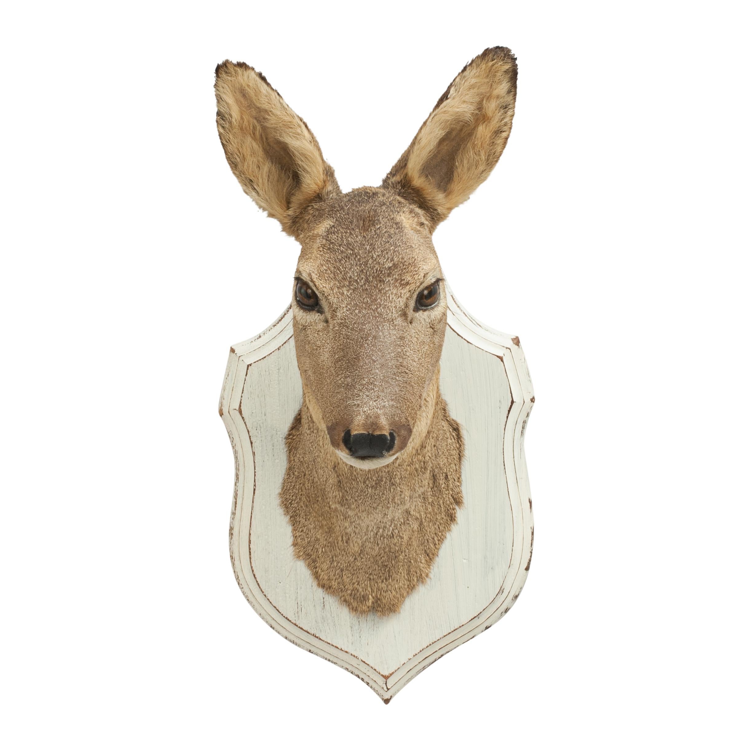 Vintage Roe Deer on Shield