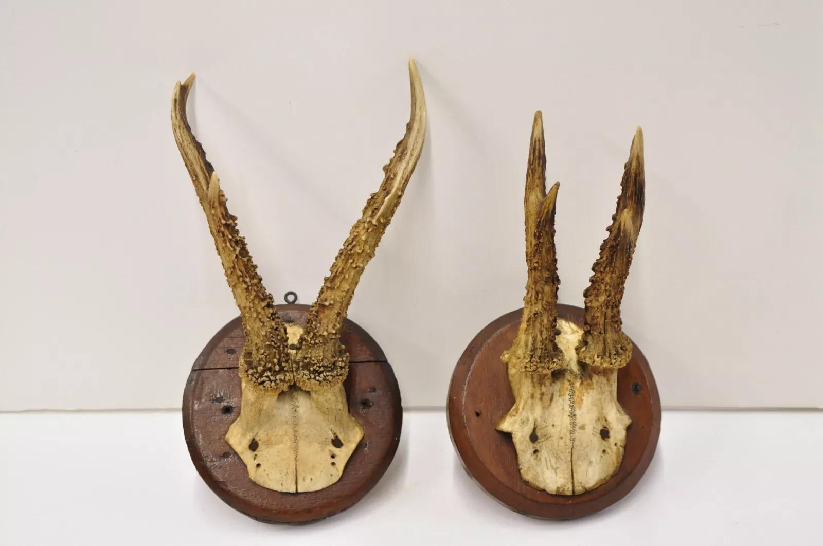 Vintage Roe Deer Skull Mount Antlers Taxidermy Mancave Wall Decor - a Pair. Circa Mid 20th Century. Measurements (Overall): 10