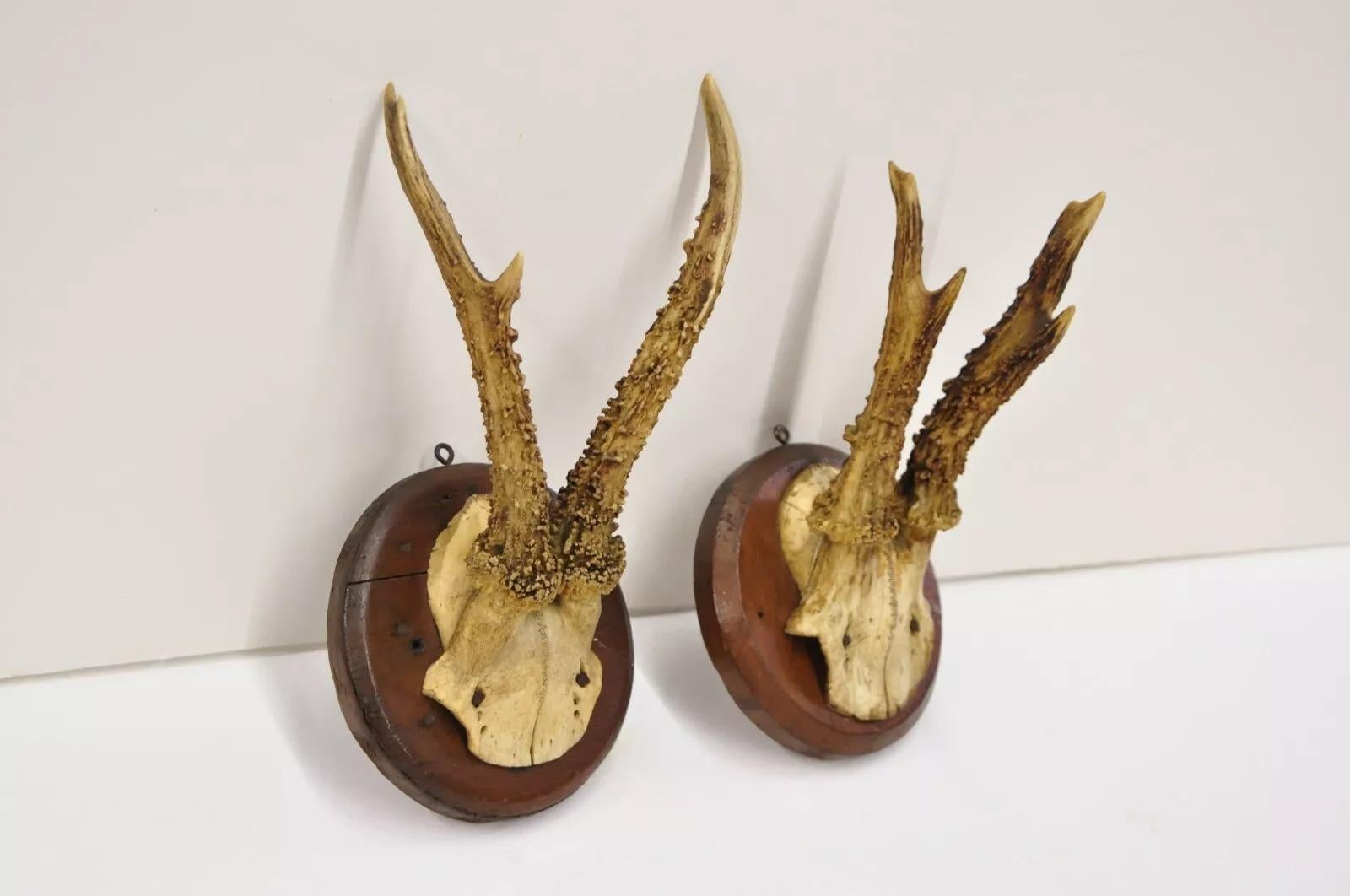 Rustic Vintage Roe Deer Skull Mount Antlers Taxidermy Mancave Wall Decor - a Pair For Sale