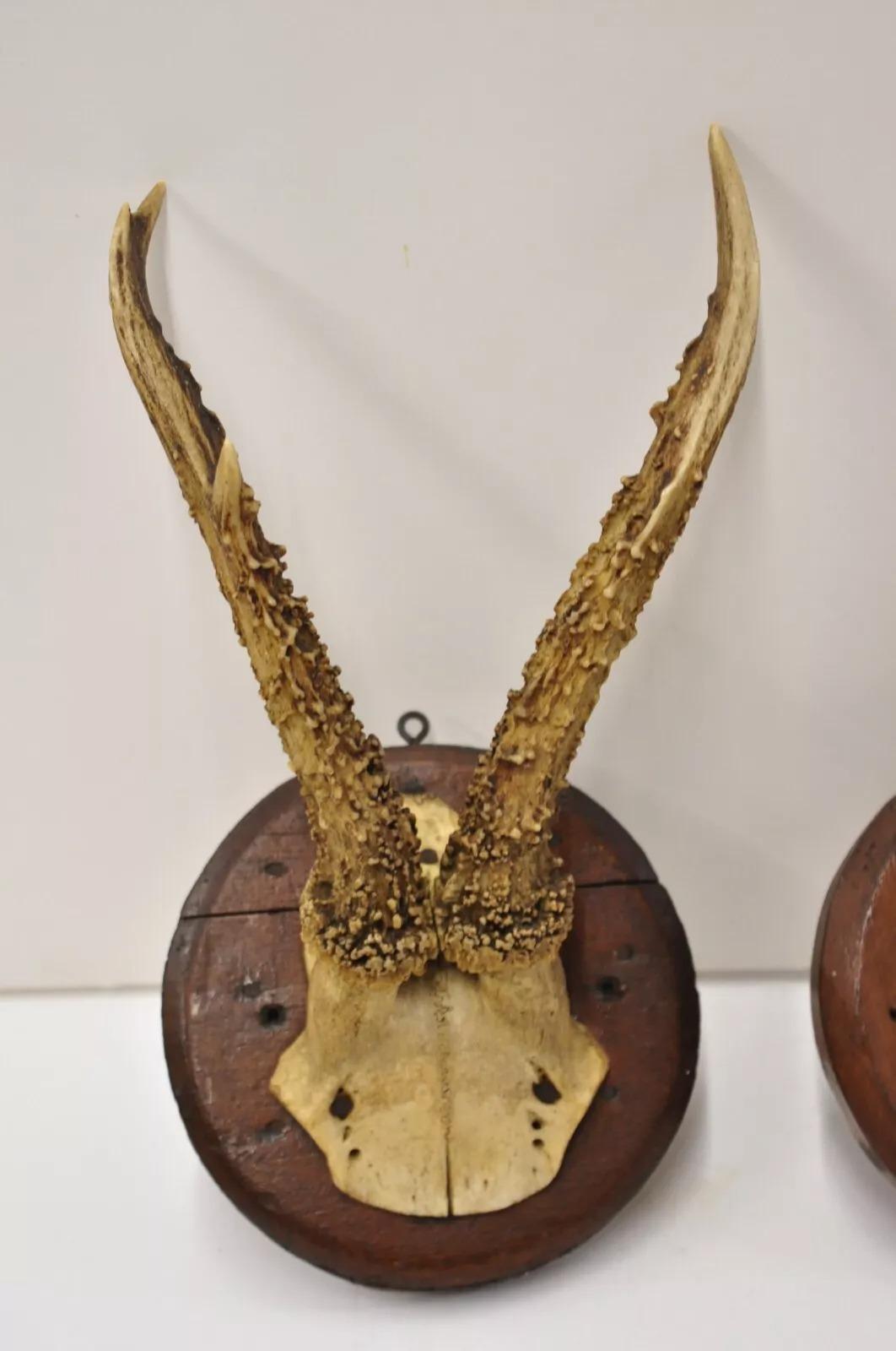 Unknown Vintage Roe Deer Skull Mount Antlers Taxidermy Mancave Wall Decor - a Pair For Sale