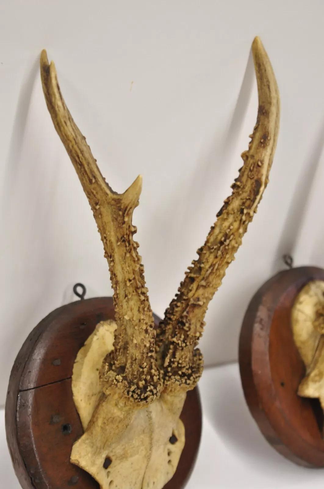 Vintage Roe Deer Skull Mount Antlers Taxidermy Mancave Wall Decor - a Pair In Good Condition For Sale In Philadelphia, PA