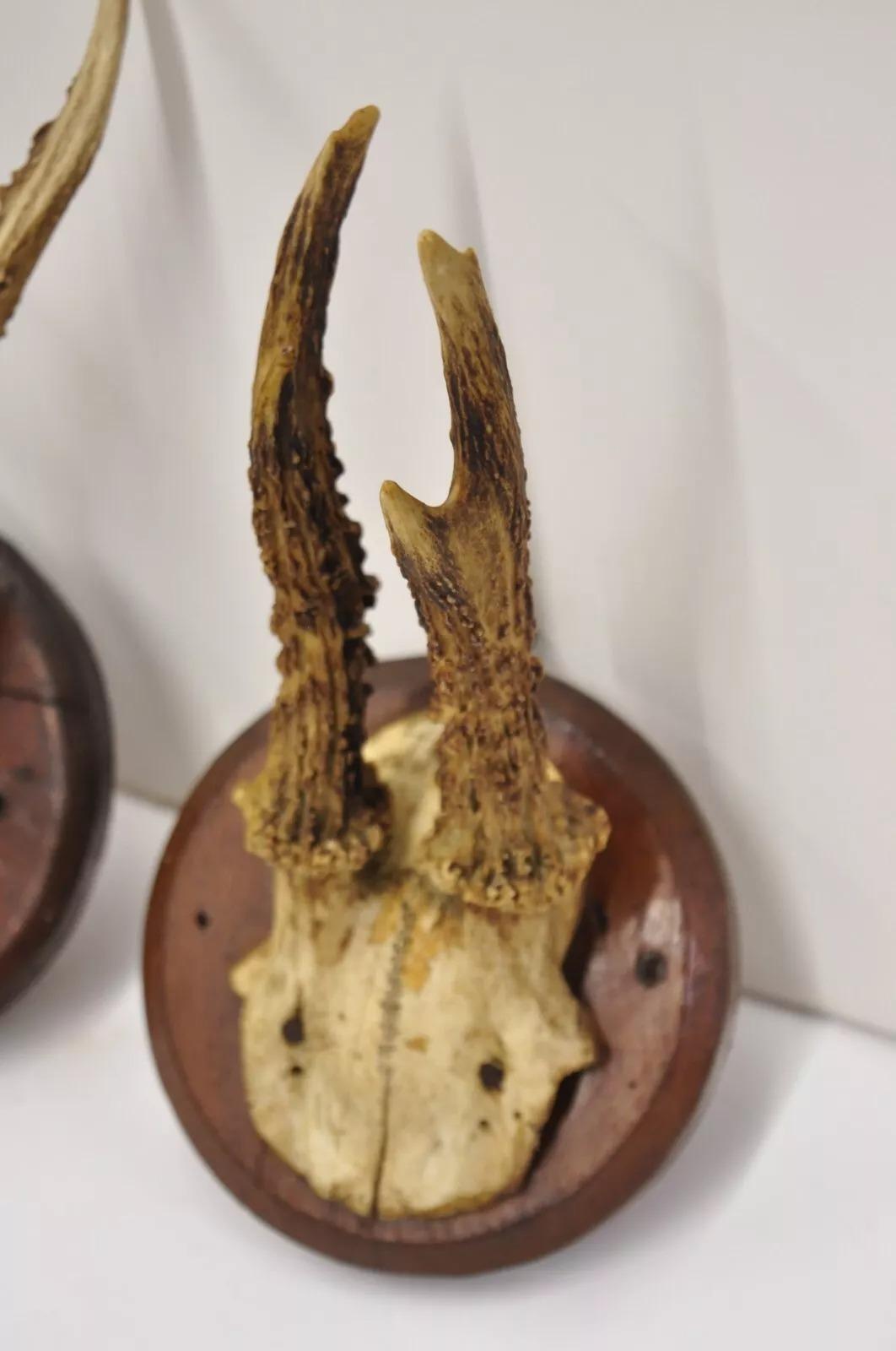 20th Century Vintage Roe Deer Skull Mount Antlers Taxidermy Mancave Wall Decor - a Pair For Sale