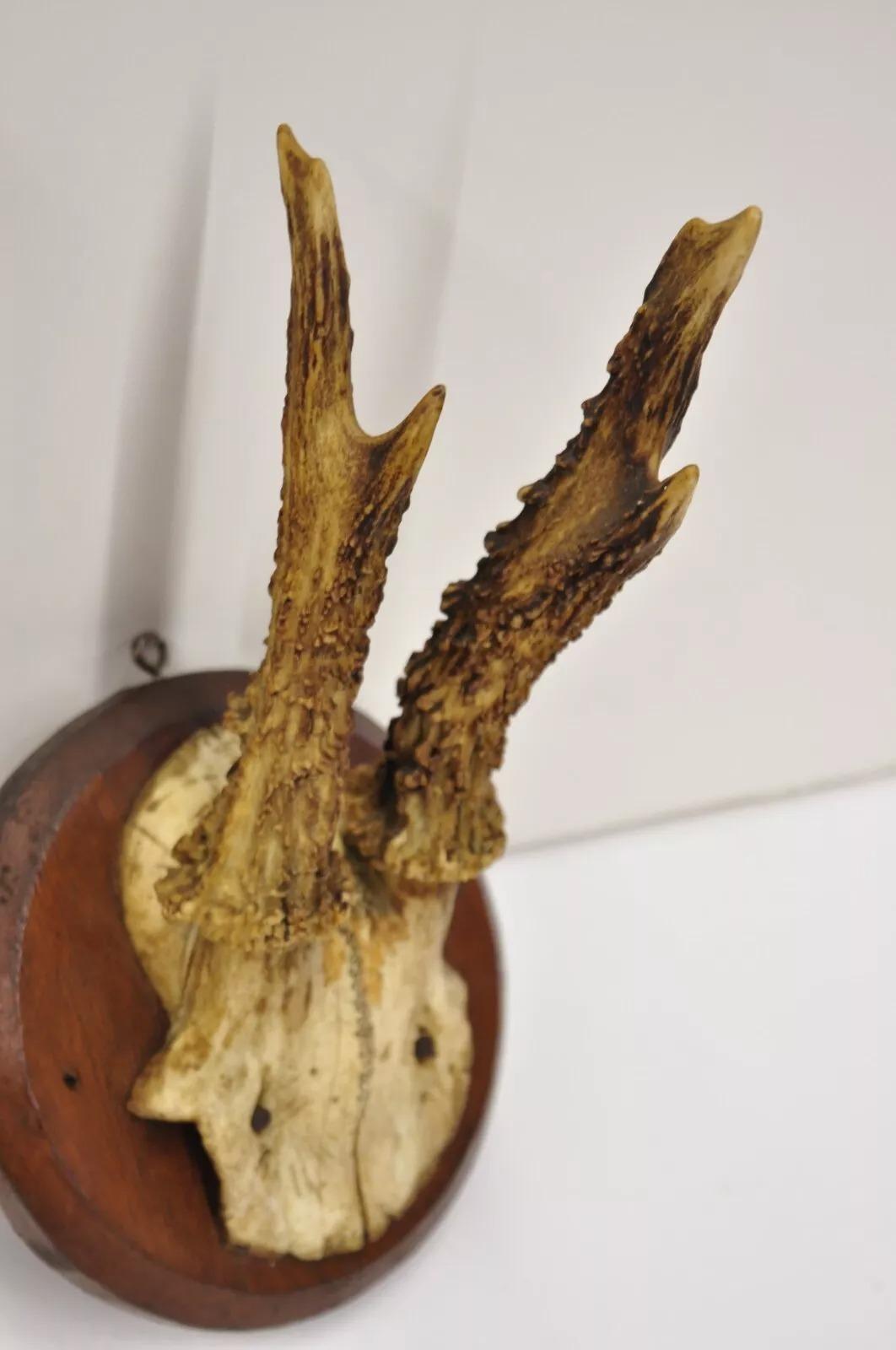 Horn Vintage Roe Deer Skull Mount Antlers Taxidermy Mancave Wall Decor - a Pair For Sale