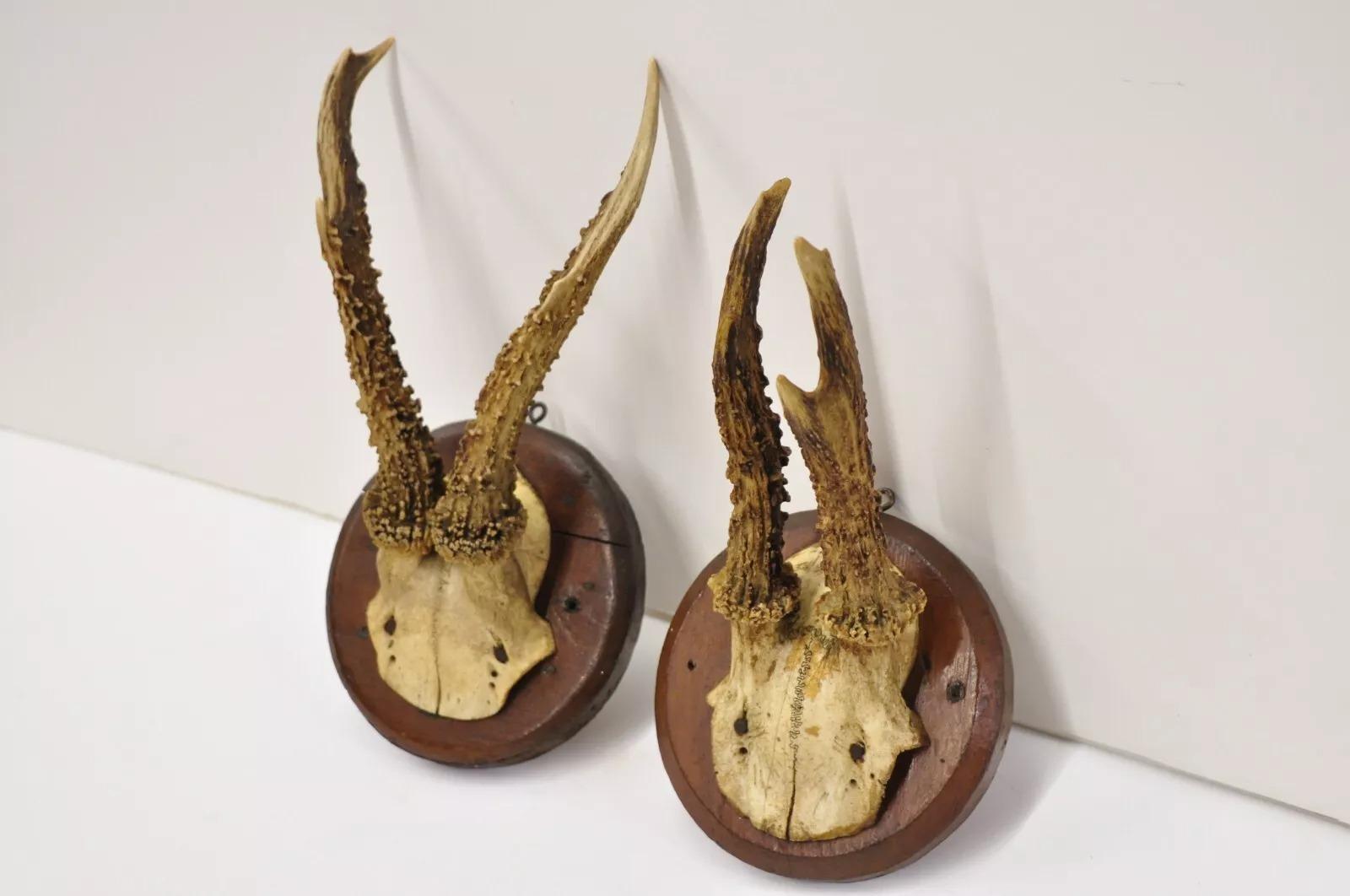 Vintage Roe Deer Skull Mount Antlers Taxidermy Mancave Wall Decor - a Pair For Sale 1