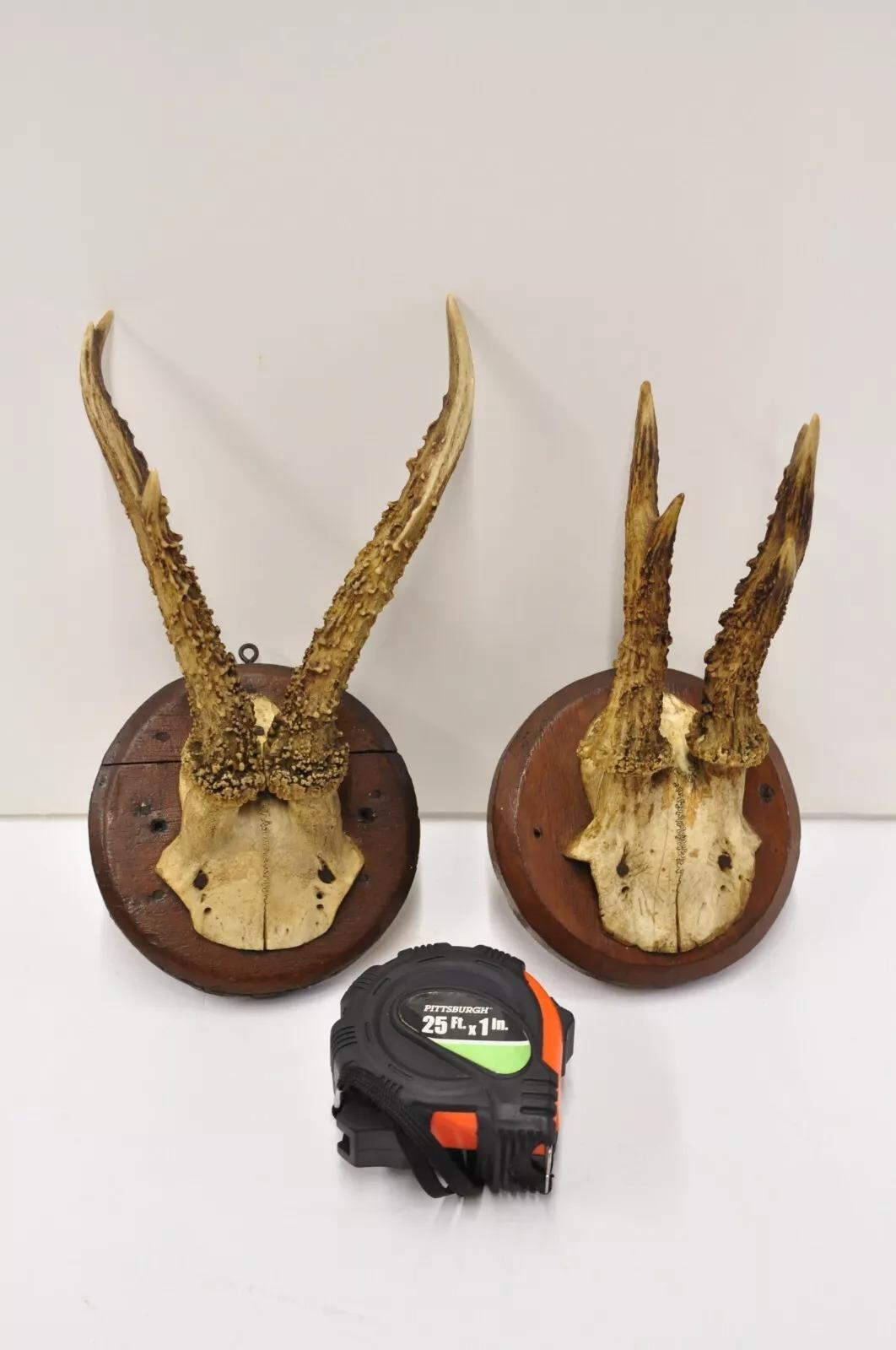 Vintage Roe Deer Skull Mount Antlers Taxidermy Mancave Wall Decor - a Pair For Sale 2