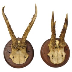 Antlers Mount di cervo vintage tassidermia Mancave Wall Decor - una coppia