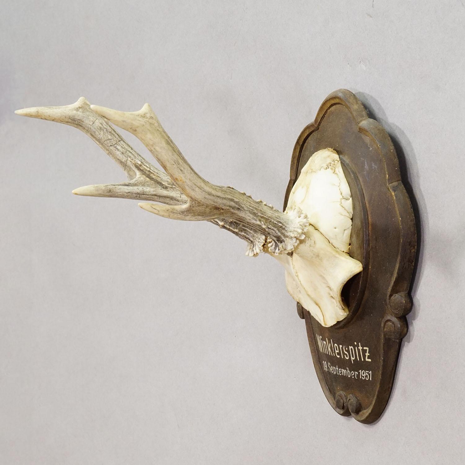 Vintage Rehwildtrophäe auf geschnitzter Plakette, Österreich 1951

Eine historische Trophäe eines Rehs (Capreolus capreolus) auf einer geschnitzten Holztafel. Die Trophäe wurde 1951 in Österreich gedreht. Die Plakette mit handschriftlicher