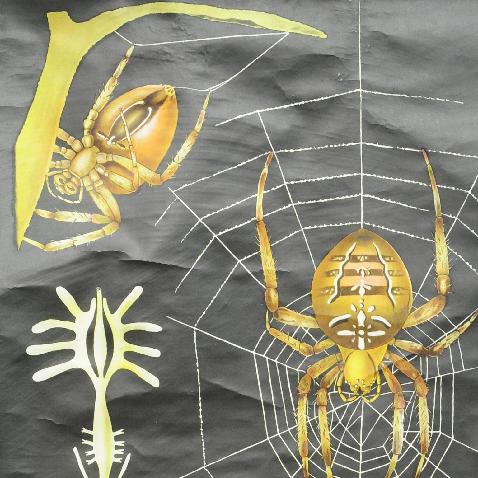 A classical pull-down vintage wall chart by Jung Koch Quentell illustrating the cross spider (araneus marmoreus). Published by Hagemann Lehrmittelverlag, Duesseldorf. Used as teaching material in German schools, circa 1960s. Colorful print on paper