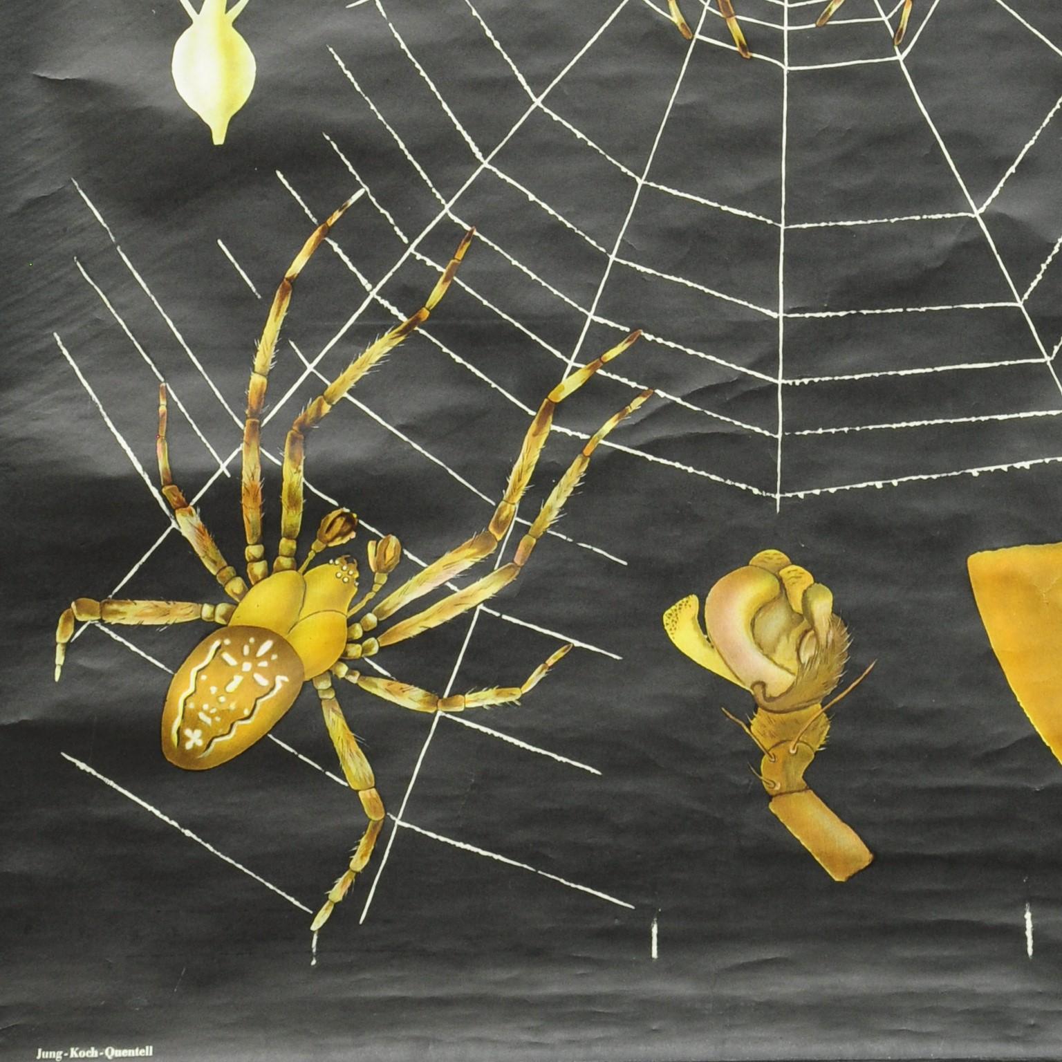 German Vintage Rollable Jung Koch Quentell Wall Chart Cross Spider Araneus Marmoreus For Sale