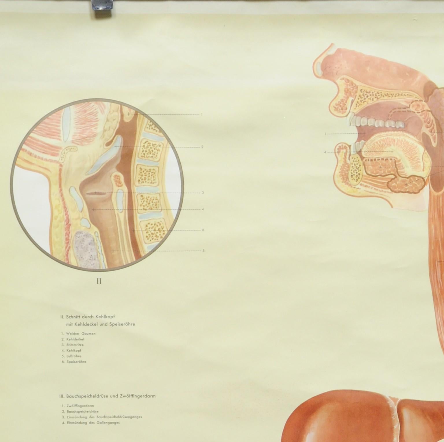 A classical anatomical pull-down medical wall chart illustrating the human digestive organs. Published by Ernst Klett Verlag Stuttgart 1958. Colorful print on paper reinforced with canvas. 
Measurements:
Width 84cm (33.07 inch)
Height 115cm (45.28