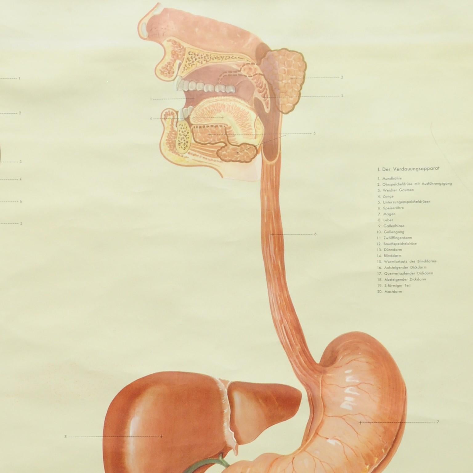digestive system museum