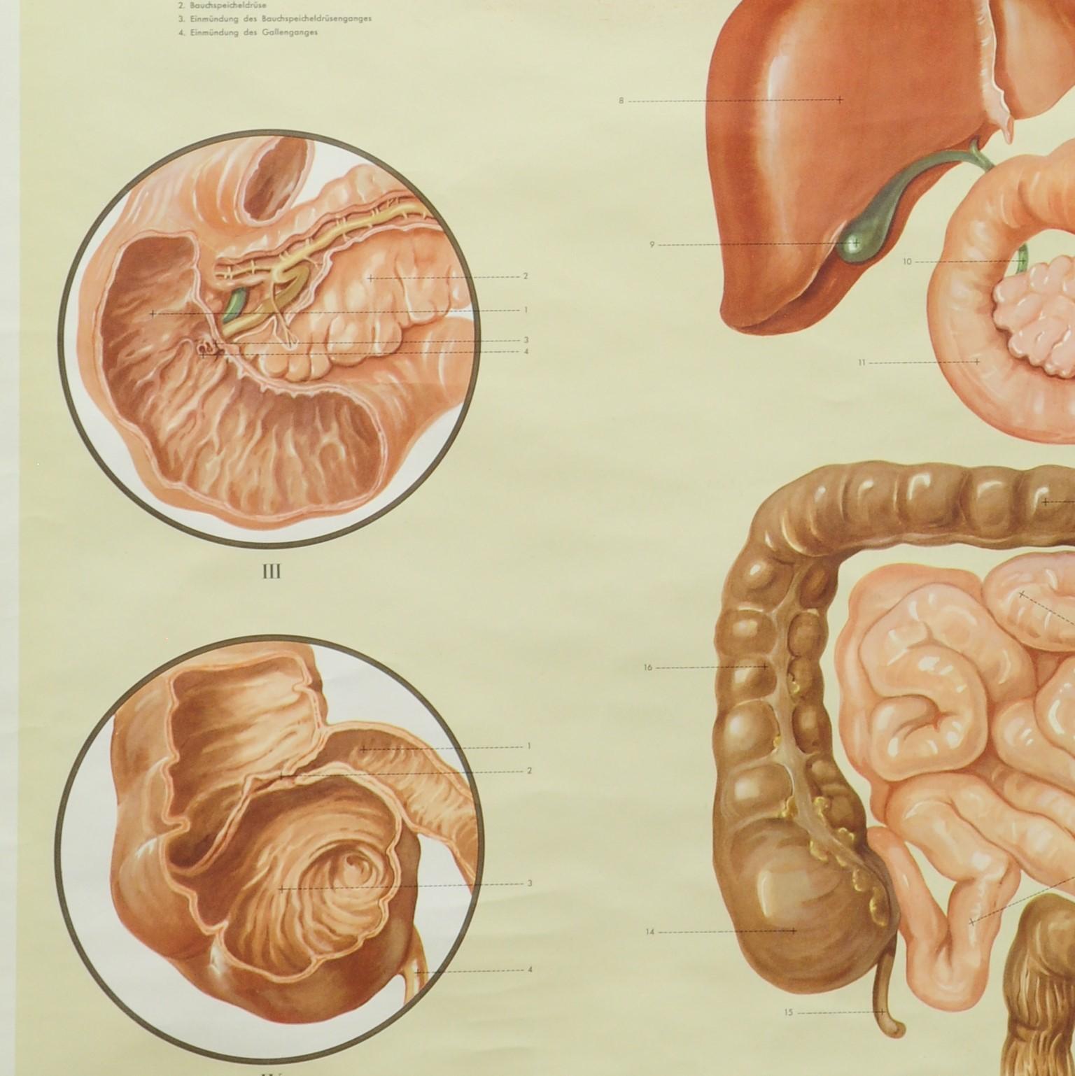 Country Vintage Rollable Medical Poster Wall Chart Human Digestive Organs