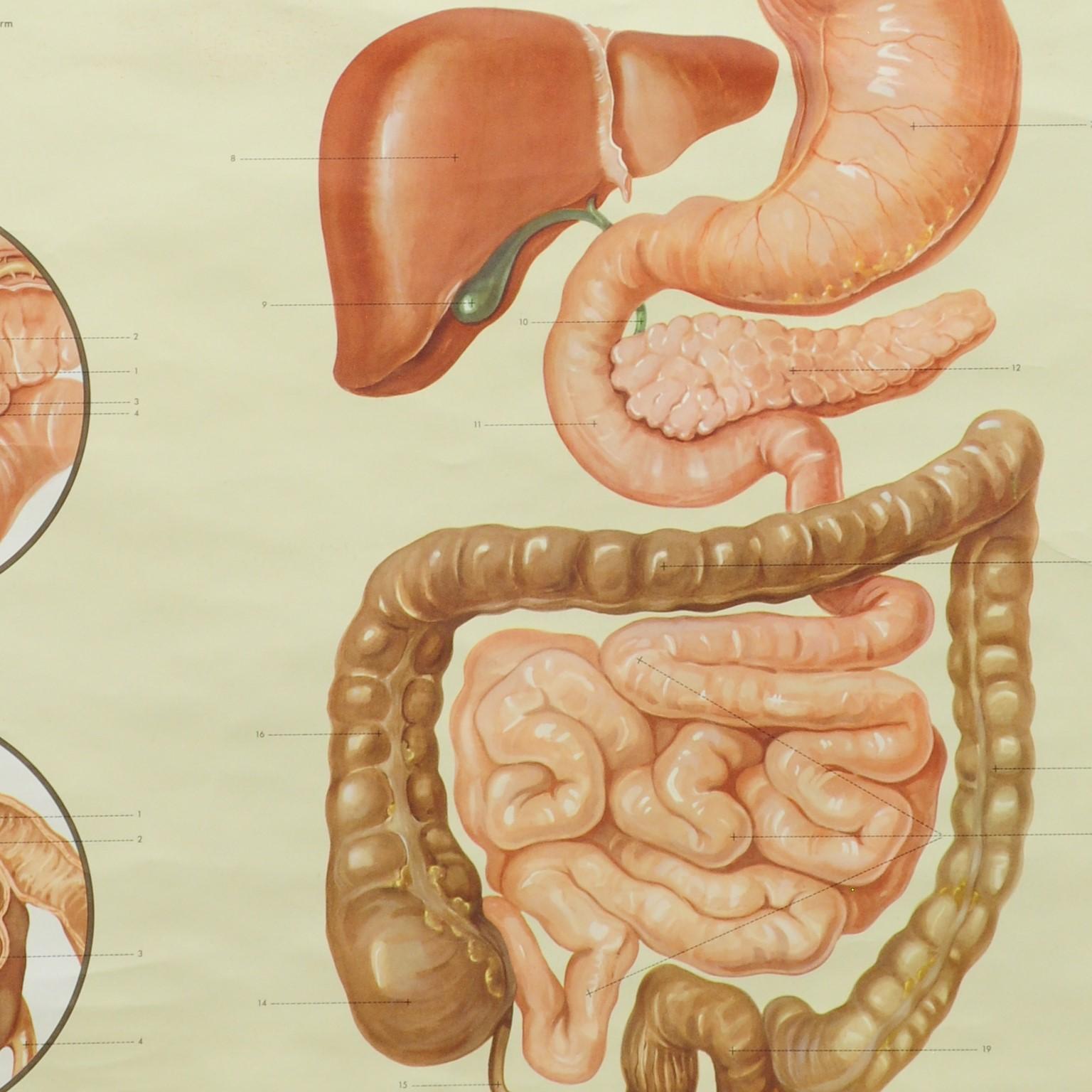 German Vintage Rollable Medical Poster Wall Chart Human Digestive Organs