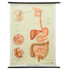 Vintage Rollable Medical Poster Wall Chart Human Digestive Organs