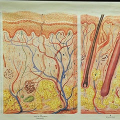 Vintage Mural Rollable Medical Wall Chart Poster Human Skin Tongue