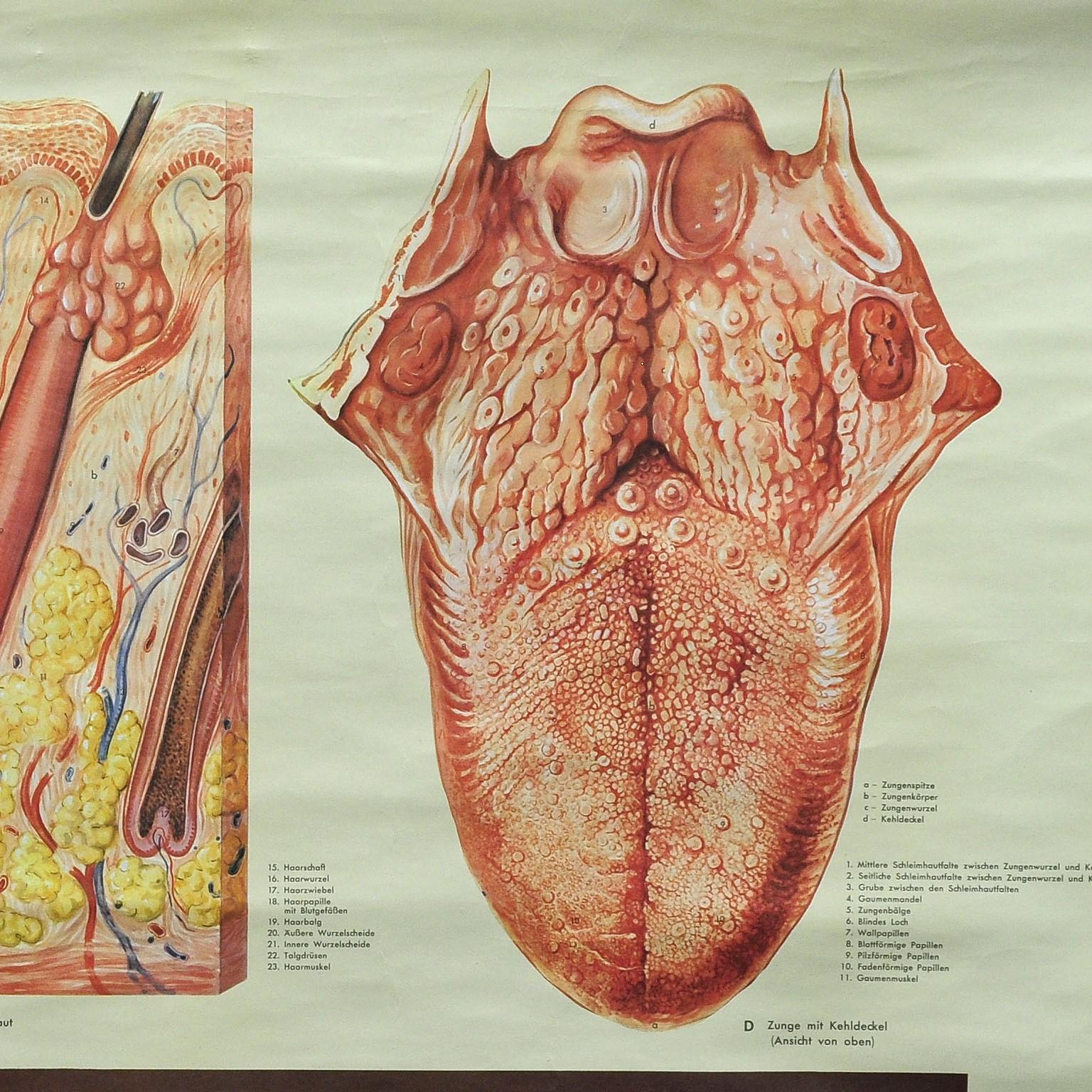skin anatomy poster