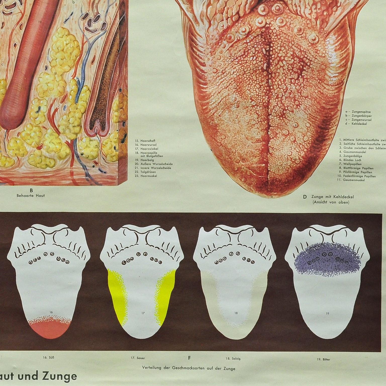Mural Rollbare medizinische Wandtafel-Poster, menschliche Haut, Tongue (Deutsch) im Angebot