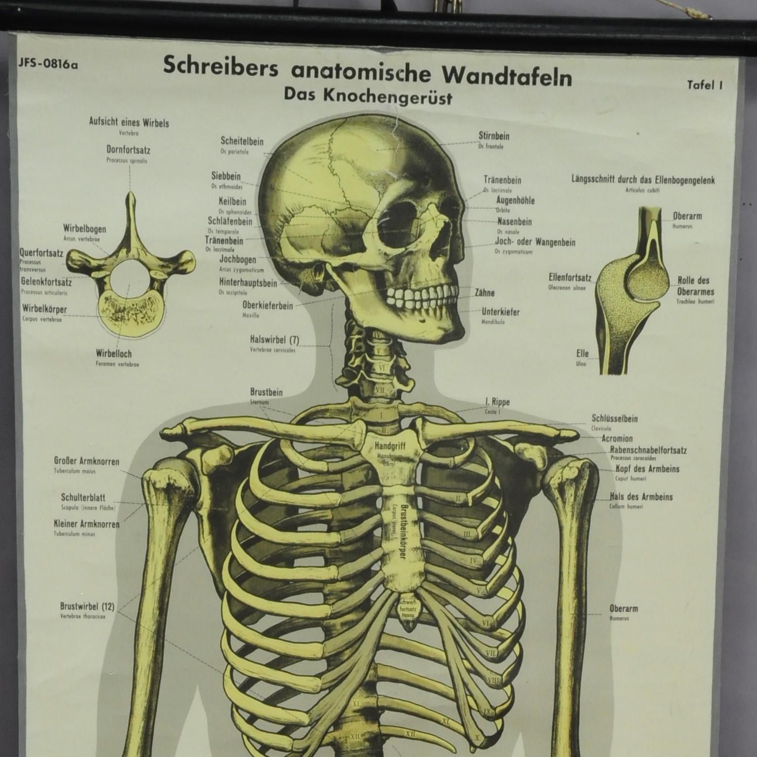 A great vintage anatomical pull-down wall chart illustrating the human skeleton. The individual bones are marked in German. Published first quarter of the 20th century by J. F. Schreiber, Graphic Art Design Esslingen. Used as teaching material in
